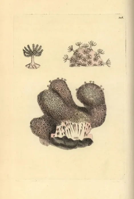 Framed Print : Dead mens fingers, Alcyonium digitatum