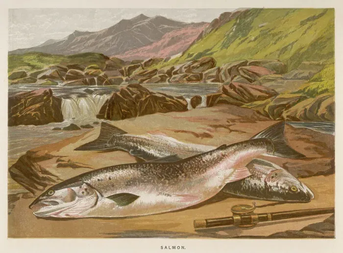 Framed Print : TWO DEAD SALMON Framed Print : TWO DEAD SALMON