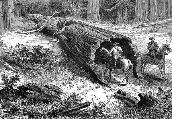 Dead Sequoia Tree in California, 1877