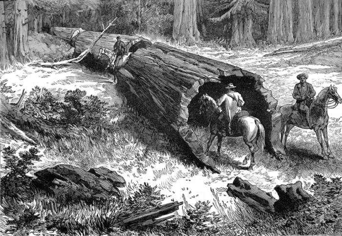 Framed Print : Dead Sequoia Tree in California, 1877 Framed Print : Dead Sequoia Tree in California, 1877