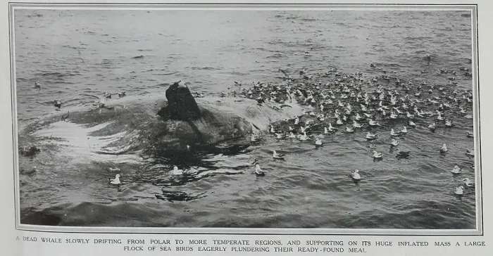 Framed Print : Dead Whale + sea birds Framed Print : Dead Whale + sea birds