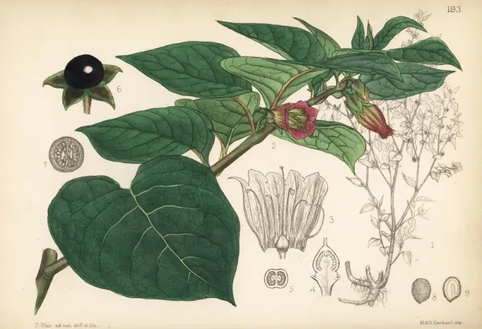 Framed Print : Deadly nightshade, Atropa belladonna Framed Print : Deadly nightshade, Atropa belladonna