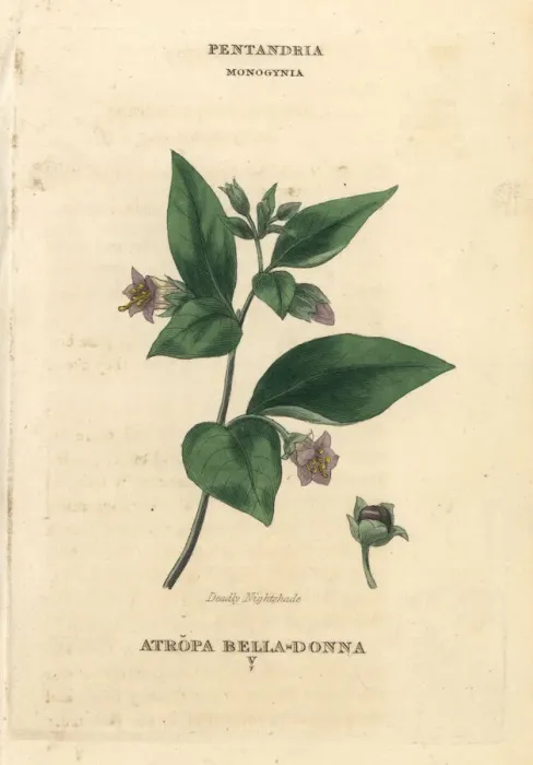 Framed Print : Deadly nightshade, Atropa belladonna Framed Print : Deadly nightshade, Atropa belladonna