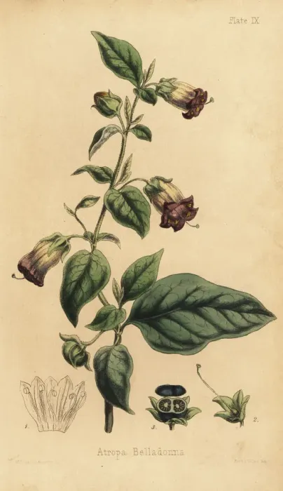 Framed Print : Deadly nightshade, Atropa belladonna Framed Print : Deadly nightshade, Atropa belladonna