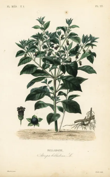 Framed Print : Deadly nightshade, Atropa belladonna Framed Print : Deadly nightshade, Atropa belladonna