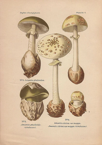 Death cap mushroom, Amanita phalloides