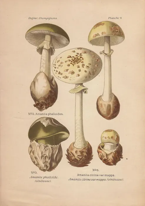 Framed Print : Death cap mushroom, Amanita phalloides Framed Print : Death cap mushroom, Amanita phalloides