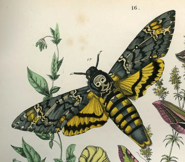 Framed Print : Death's Head Hawk Moth Framed Print : Death's Head Hawk Moth