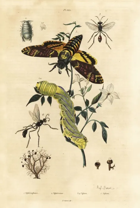 Framed Print : Deaths head hawkmoth, digger wasps, ball lichen Framed Print : Deaths head hawkmoth, digger wasps, ball lichen