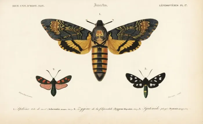 Framed Print : Deaths head hawkmoth, six-spot burnet Framed Print : Deaths head hawkmoth, six-spot burnet