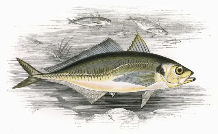 Framed Print : Decapterus macarellus, or Mackerel Scad Framed Print : Decapterus macarellus, or Mackerel Scad