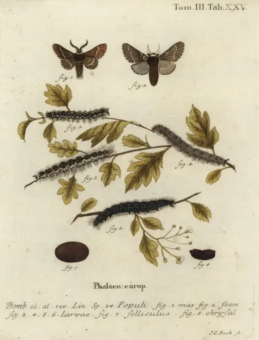 Framed Print : December moth, Poecilocampa populi Framed Print : December moth, Poecilocampa populi