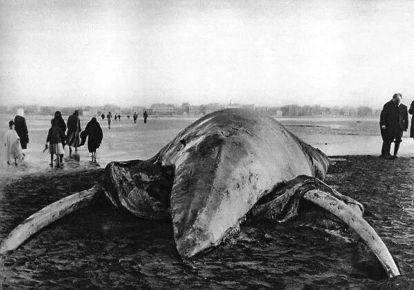 Decomposing whale carcass