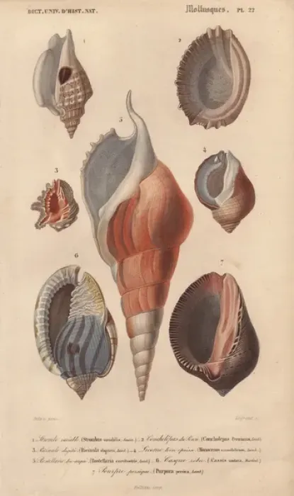 Framed Print : Decorative arrangement of seven shells including Framed Print : Decorative arrangement of seven shells including