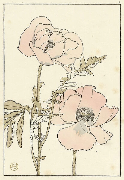 Poppy. Decorative flower study by Jeannie Foord, of a Poppy a herbaceous plant.. 1897