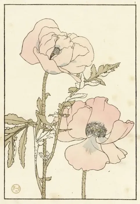 Framed Print : Poppy. Decorative flower study by Jeannie Foord, of a Poppy a herbaceous plant.. 1897 Framed Print : Poppy. Decorative flower study by Jeannie Foord, of a Poppy a herbaceous plant.. 1897