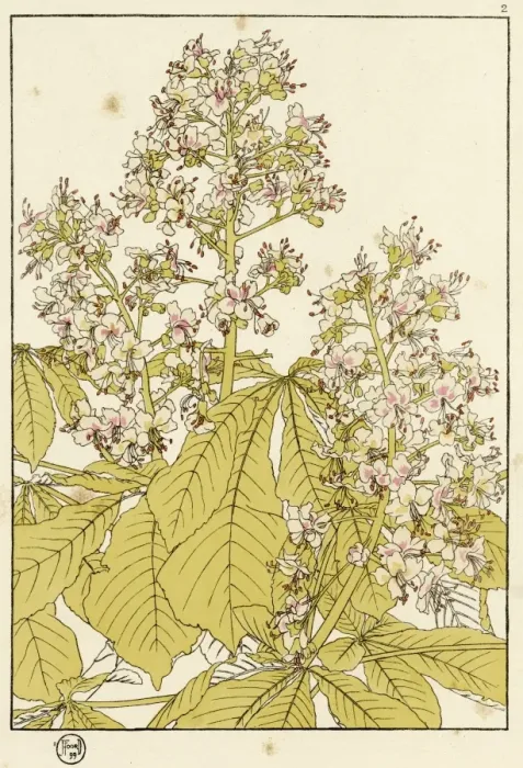 Framed Print : X. Decorative flower study by Jeannie Foord Framed Print : X. Decorative flower study by Jeannie Foord