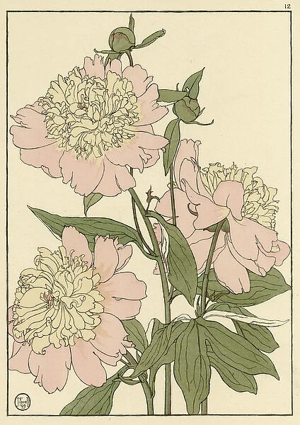 Peony. Decorative flower study by Jeannie Foord, of a flowering Peony.. 1899