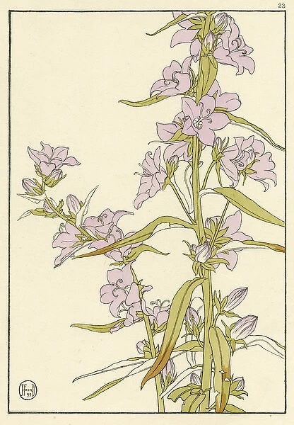 x. Decorative flower study by Jeannie Foord.. 1899