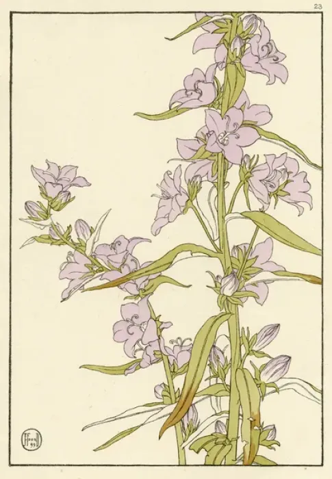 Framed Print : x. Decorative flower study by Jeannie Foord.. 1899 Framed Print : x. Decorative flower study by Jeannie Foord.. 1899