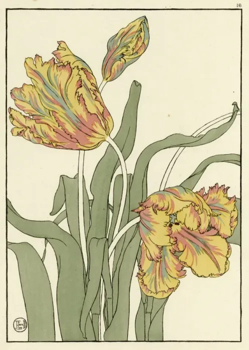 Framed Print : Tulip. Decorative flower study by Jeannie Foord, of a Tulip Framed Print : Tulip. Decorative flower study by Jeannie Foord, of a Tulip