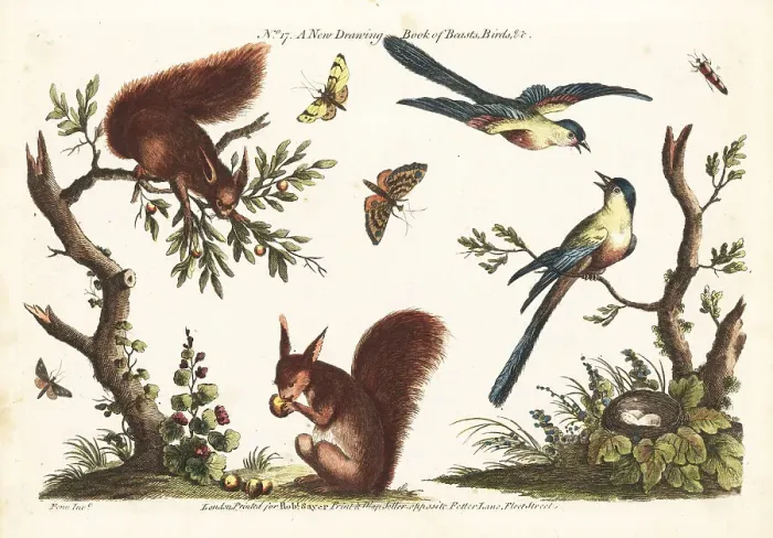 Framed Print : Decorative scenes with red squirrels, birds and insects Framed Print : Decorative scenes with red squirrels, birds and insects