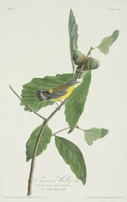 Framed Print : Dedroica magnolia, magnolia warbler Framed Print : Dedroica magnolia, magnolia warbler