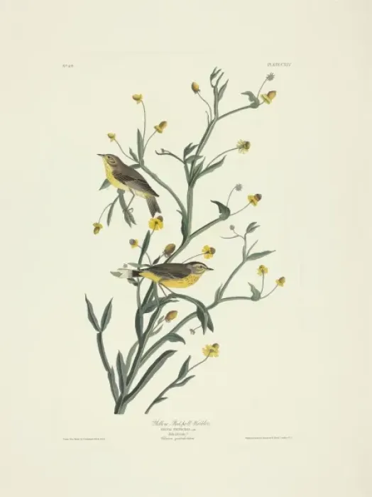 Framed Print : Dedroica palmarum, palm warbler Framed Print : Dedroica palmarum, palm warbler