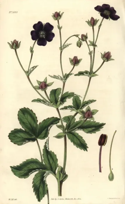 Framed Print : Deep blood-colored potentilla, Potentilla atro-sanguinea Framed Print : Deep blood-colored potentilla, Potentilla atro-sanguinea