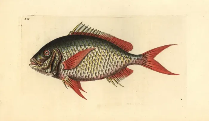Framed Print : Deepbody mojarra, Gerres erythrourus Framed Print : Deepbody mojarra, Gerres erythrourus