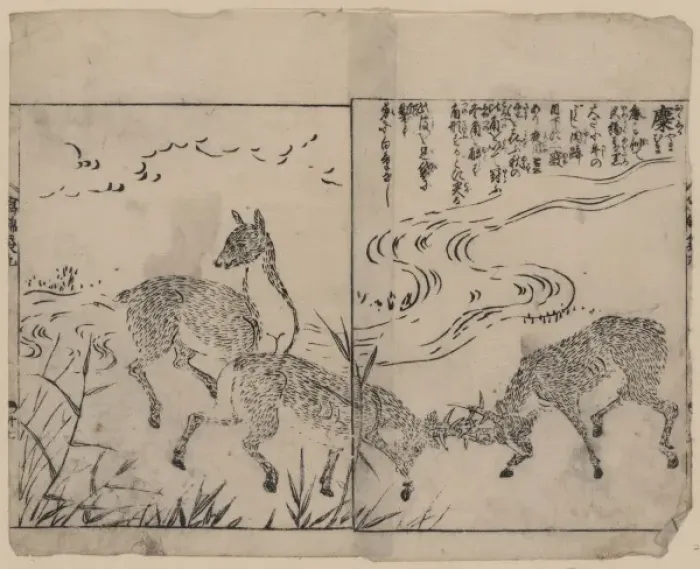 Framed Print : Deer, two bucks fighting, next to a stream Framed Print : Deer, two bucks fighting, next to a stream