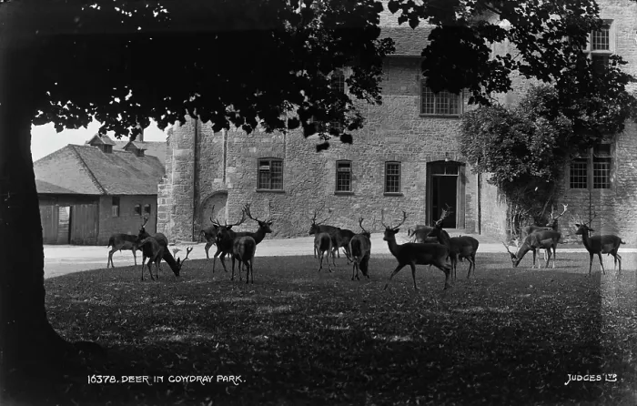 Framed Print : Deer in Comydray Park Framed Print : Deer in Comydray Park
