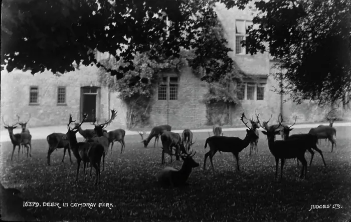 Framed Print : Deer in Comydray Park Framed Print : Deer in Comydray Park