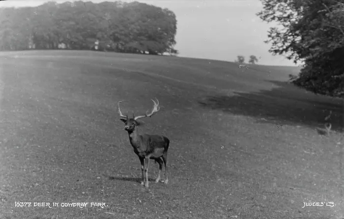 Framed Print : Deer in Coydray Park Framed Print : Deer in Coydray Park