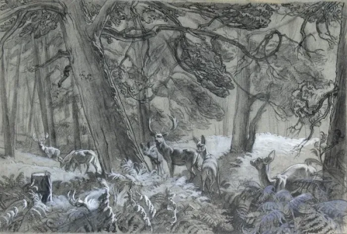 Framed Print : Deer in the forest Framed Print : Deer in the forest