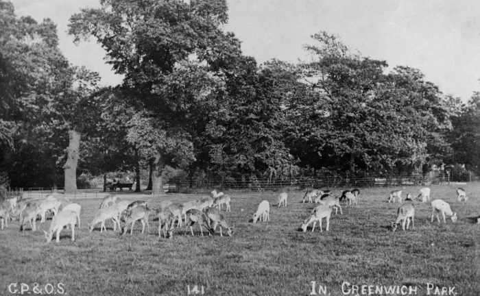 Framed Print : Deer, Greenwich Park Framed Print : Deer, Greenwich Park