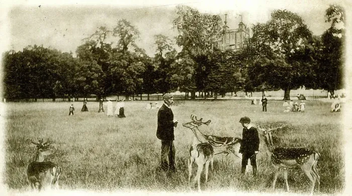 Framed Print : Deer in Greenwich Park, SE London Framed Print : Deer in Greenwich Park, SE London