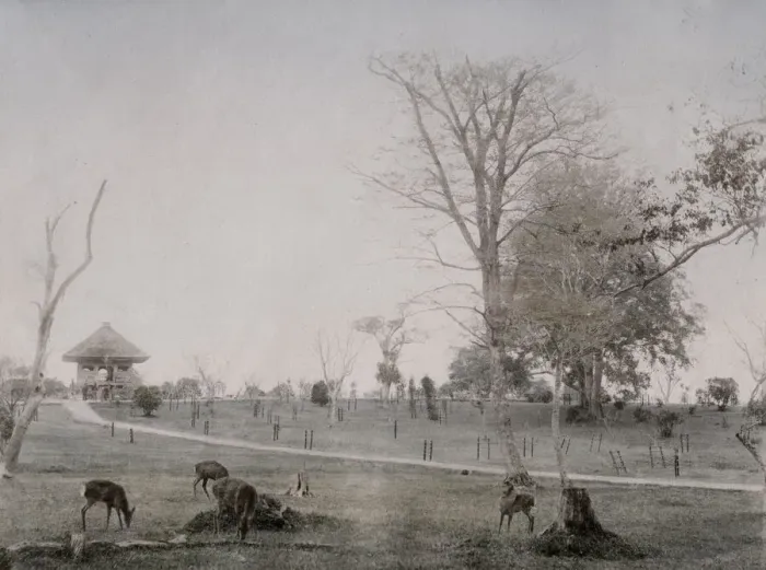 Framed Print : Deer in the park at Nara, Japan Framed Print : Deer in the park at Nara, Japan