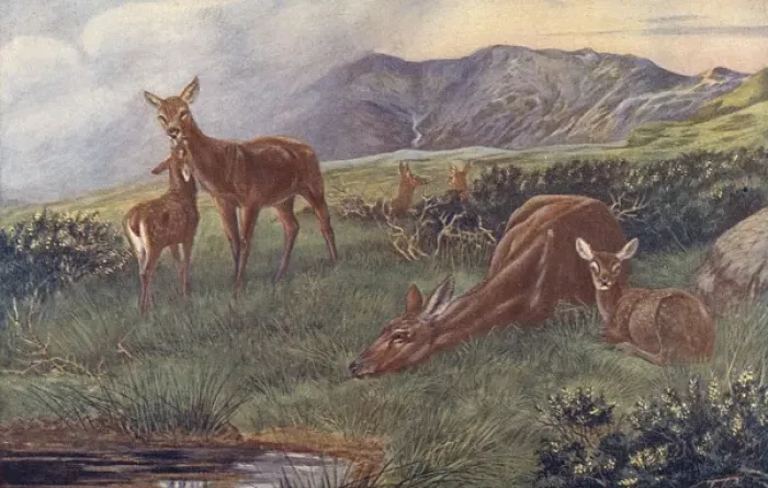 Framed Print : Deer / Red Deer / Enc. Sport Framed Print : Deer / Red Deer / Enc. Sport