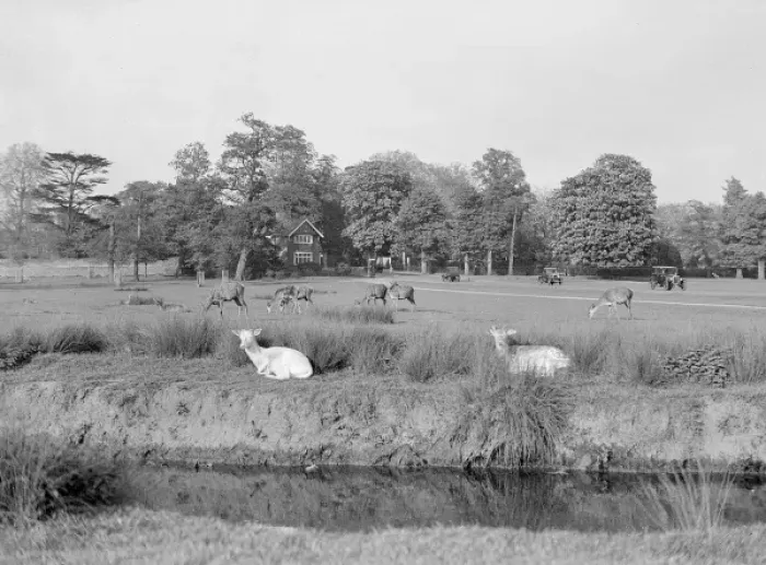 Framed Print : Deer in Richmond Park Framed Print : Deer in Richmond Park
