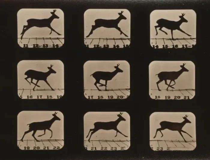 Framed Print : Deer, running Framed Print : Deer, running