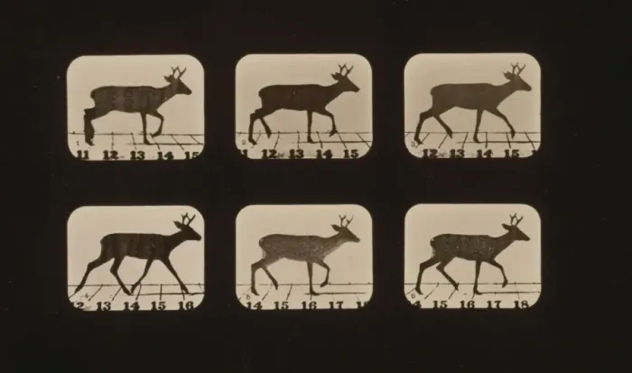 Framed Print : Deer, trotting 1 / 2 stride Framed Print : Deer, trotting 1 / 2 stride