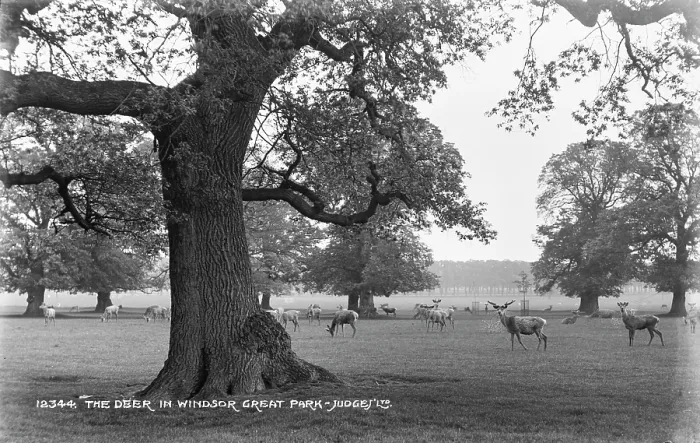 Framed Print : The Deer in Windsor Great Park Framed Print : The Deer in Windsor Great Park