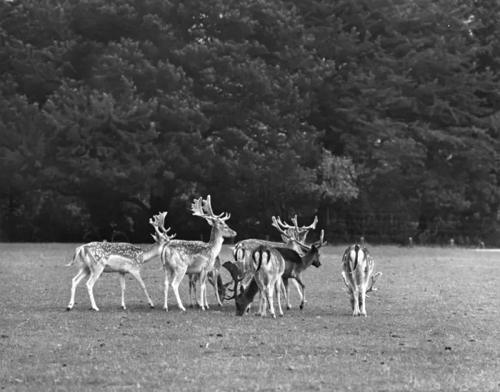 Framed Print : Deer in Woburn Park Framed Print : Deer in Woburn Park