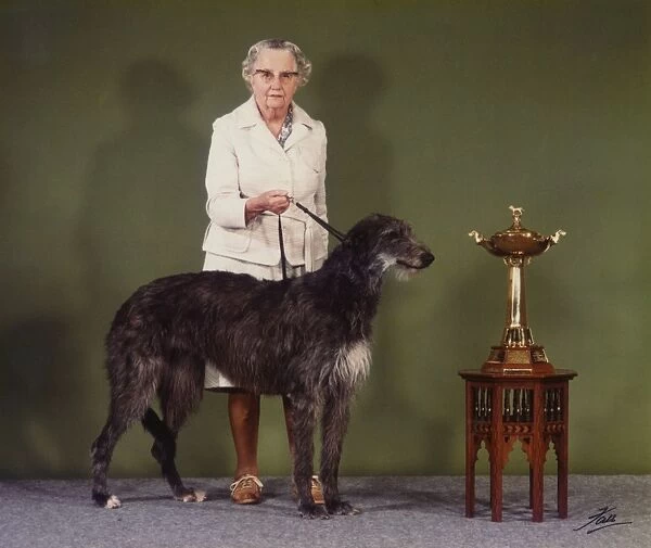 Deerhound, Champion Betsinda of Rotherwood - Cruft s