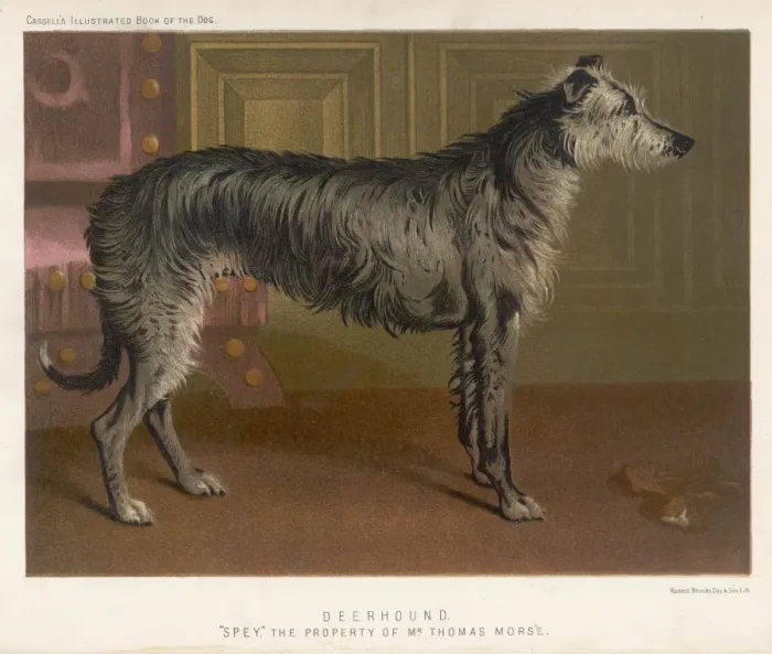 Framed Print : Deerhound Standing / 1890 Framed Print : Deerhound Standing / 1890