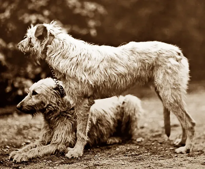Framed Print : Deerhounds - Victorian period Framed Print : Deerhounds - Victorian period