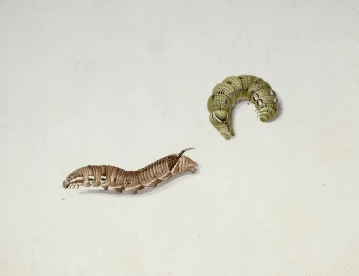 Framed Print : Deilephila elpenor, elephant hawk moth caterpillars Framed Print : Deilephila elpenor, elephant hawk moth caterpillars