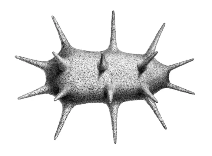 Framed Print : Deima fastosum, holothurian echinoderm Framed Print : Deima fastosum, holothurian echinoderm
