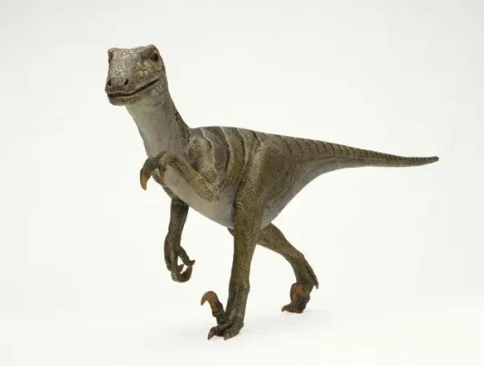Framed Print : Deinonychus Framed Print : Deinonychus